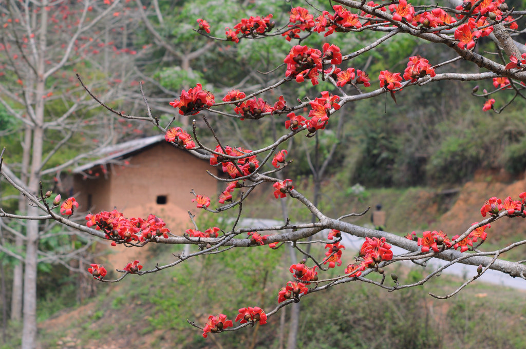 Hình ảnh hoa Gạo - Bộ sưu tập những khoảnh khắc tuyệt vời nhất
