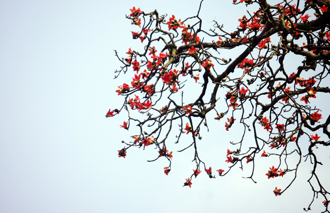 Hình ảnh hoa Gạo - Bộ sưu tập những khoảnh khắc tuyệt vời nhất