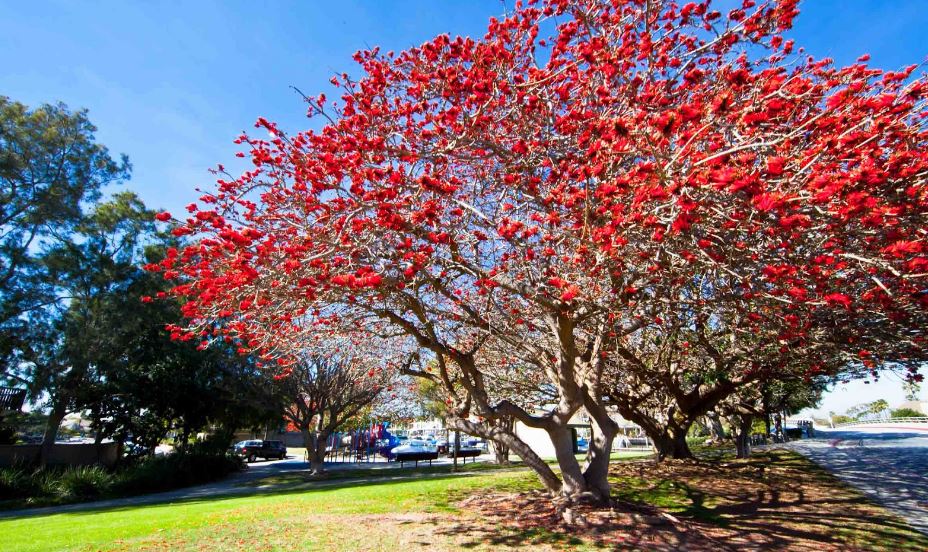 Hình ảnh hoa Gạo - Bộ sưu tập những khoảnh khắc tuyệt vời nhất