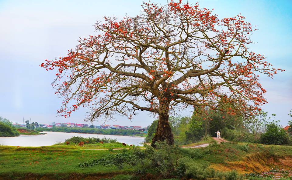 Hình ảnh hoa Gạo - Bộ sưu tập những khoảnh khắc tuyệt vời nhất