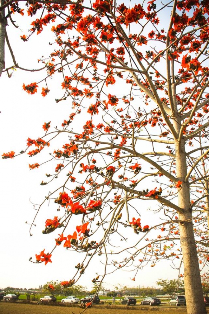 Hình ảnh hoa Gạo - Bộ sưu tập những khoảnh khắc tuyệt vời nhất