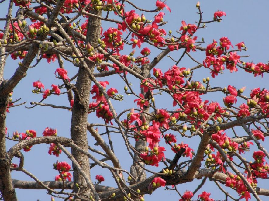 Hình ảnh hoa Gạo - Bộ sưu tập những khoảnh khắc tuyệt vời nhất