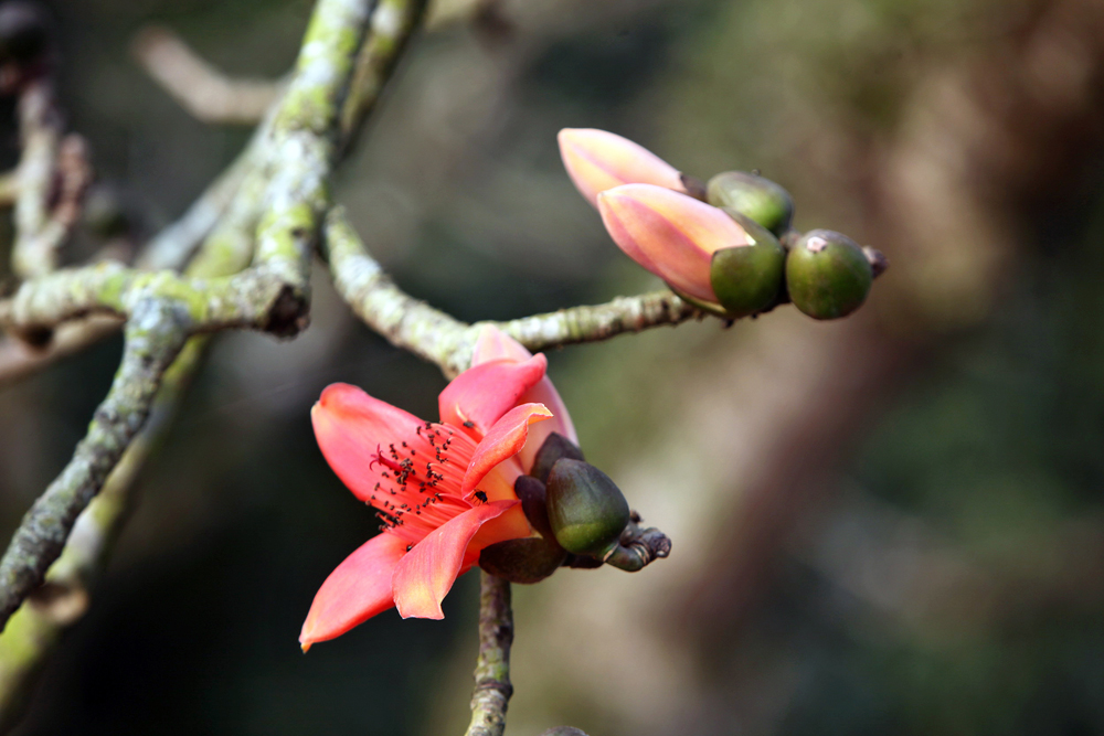 Hình ảnh hoa Gạo - Bộ sưu tập những khoảnh khắc tuyệt vời nhất