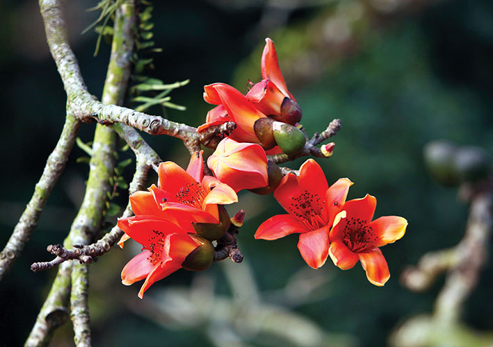 Hình ảnh hoa Gạo - Bộ sưu tập những khoảnh khắc tuyệt vời nhất