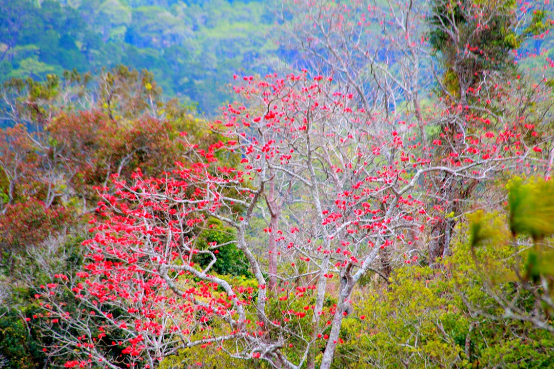 Hình ảnh hoa Gạo - Bộ sưu tập những khoảnh khắc tuyệt vời nhất