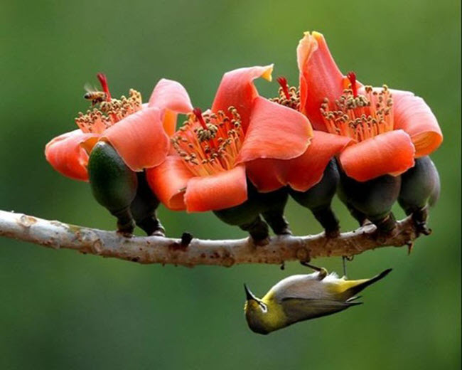 Hình ảnh hoa Gạo - Bộ sưu tập những khoảnh khắc tuyệt vời nhất