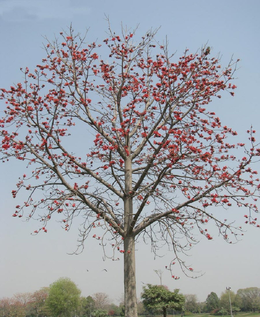 Hình ảnh hoa Gạo - Bộ sưu tập những khoảnh khắc tuyệt vời nhất