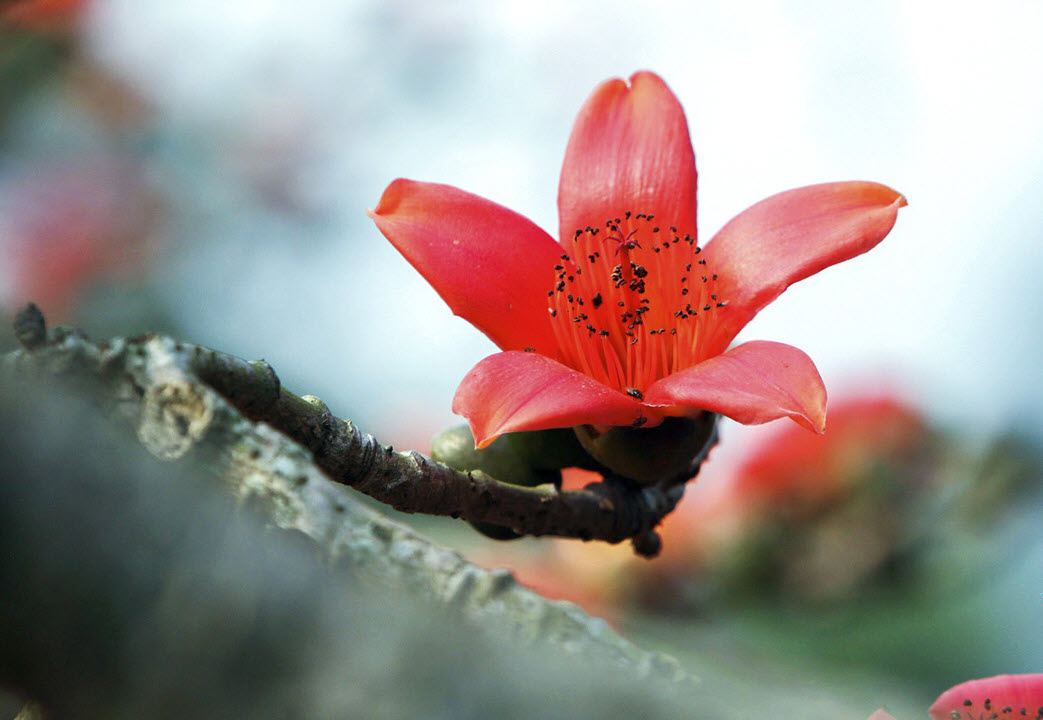 Hình ảnh hoa Gạo - Bộ sưu tập những khoảnh khắc tuyệt vời nhất