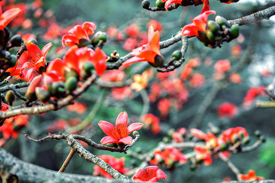 Hình ảnh hoa Gạo - Bộ sưu tập những khoảnh khắc tuyệt vời nhất