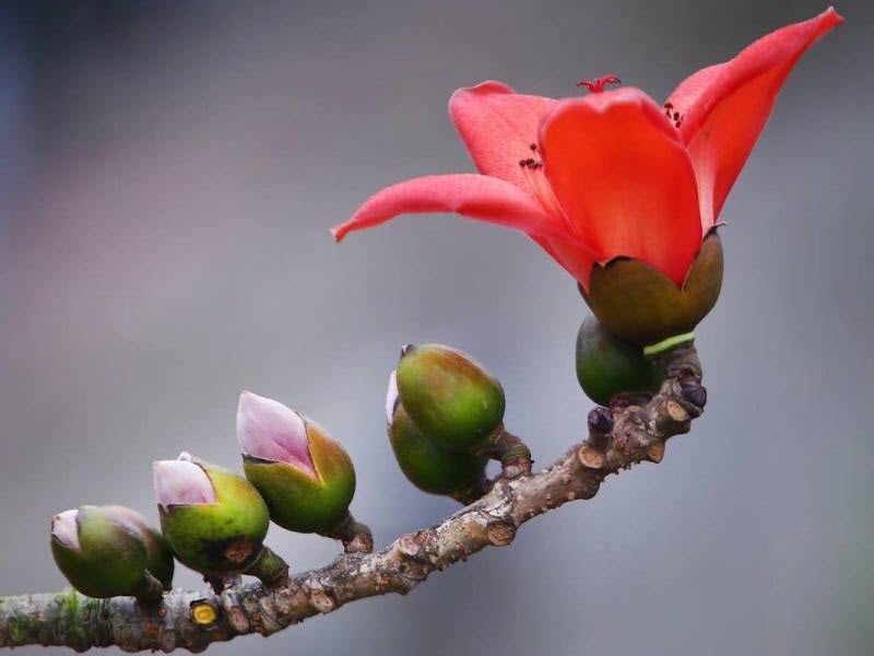 Hình ảnh hoa Gạo - Bộ sưu tập những khoảnh khắc tuyệt vời nhất