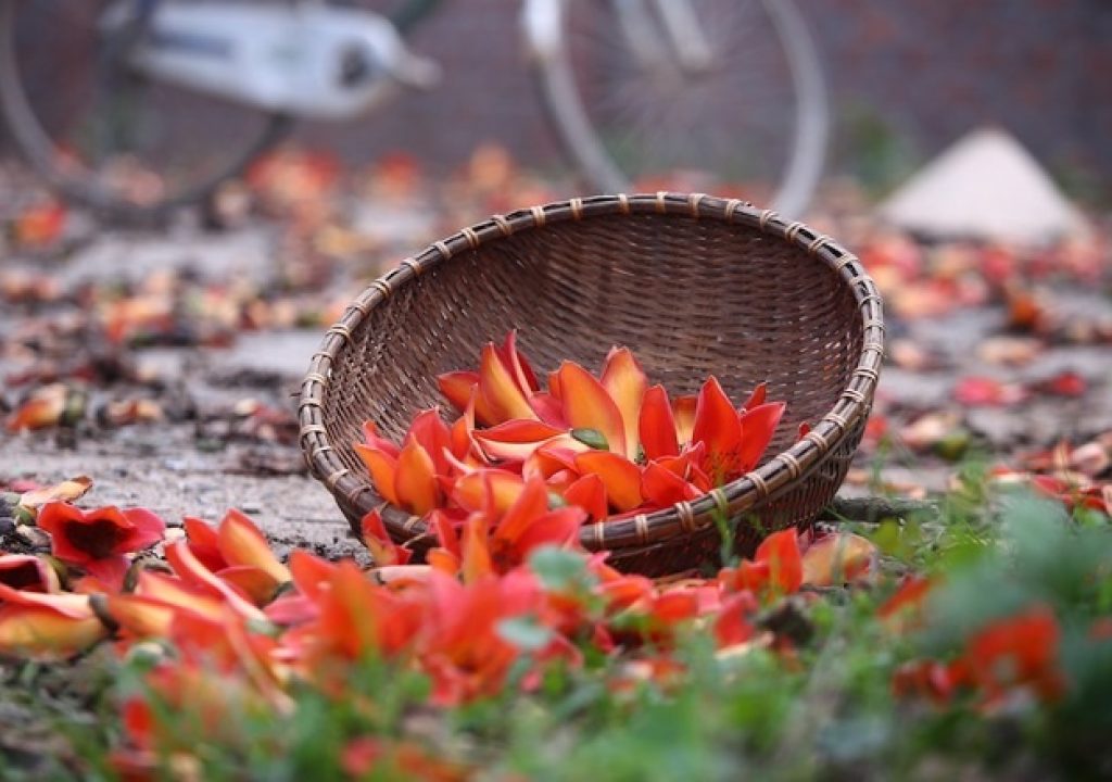 Hình ảnh hoa Gạo - Bộ sưu tập những khoảnh khắc tuyệt vời nhất