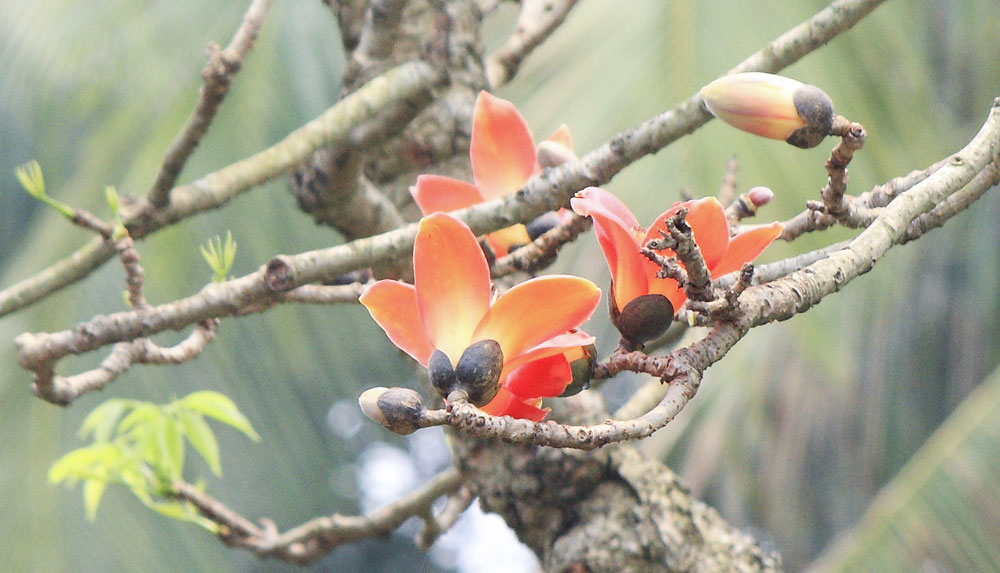 Hình ảnh hoa Gạo - Bộ sưu tập những khoảnh khắc tuyệt vời nhất