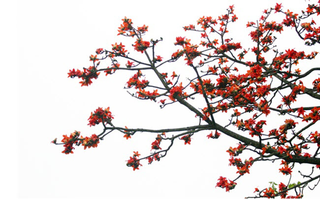 Hình ảnh hoa Gạo - Bộ sưu tập những khoảnh khắc tuyệt vời nhất