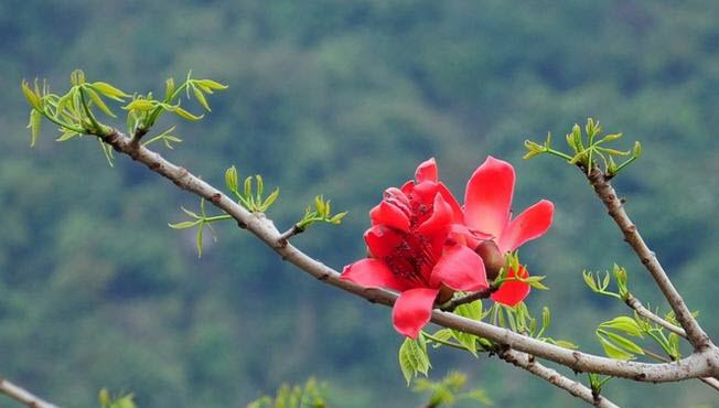 Hình ảnh hoa Gạo - Bộ sưu tập những khoảnh khắc tuyệt vời nhất