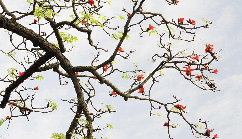 Hình ảnh hoa Gạo - Bộ sưu tập những khoảnh khắc tuyệt vời nhất