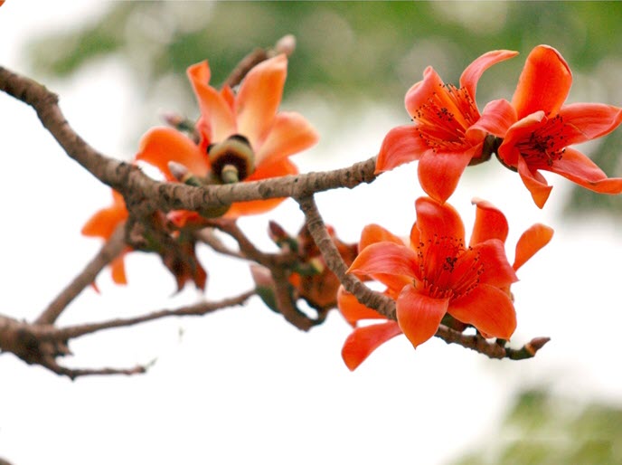 Hình ảnh hoa Gạo - Bộ sưu tập những khoảnh khắc tuyệt vời nhất