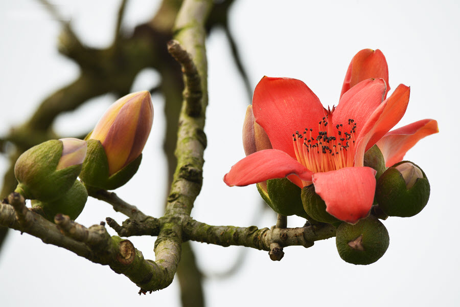 Hình ảnh hoa Gạo - Bộ sưu tập những khoảnh khắc tuyệt vời nhất