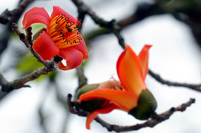 Hình ảnh hoa Gạo - Bộ sưu tập những khoảnh khắc tuyệt vời nhất