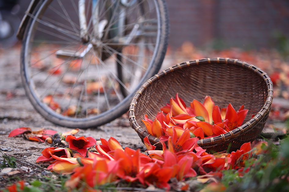 Hình ảnh hoa Gạo - Bộ sưu tập những khoảnh khắc tuyệt vời nhất