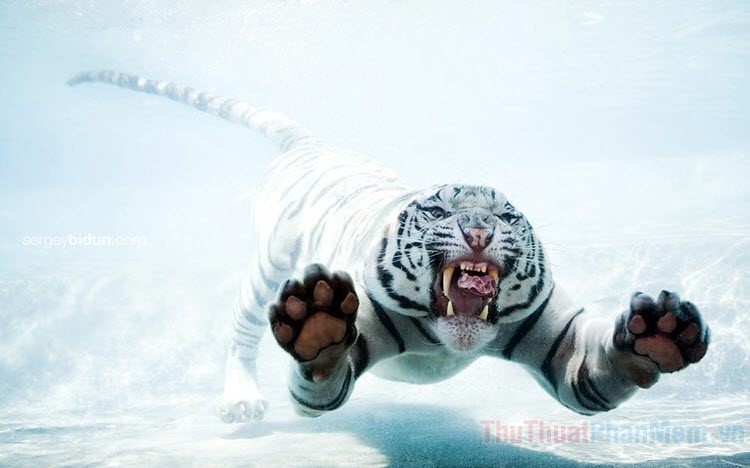 Hình Nền Hổ Trắng Đẹp, Ngầu Dữ, 3D Chất Lượng Cao | Bạch hổ, Nhiếp ảnh động  vật, Hổ siberia