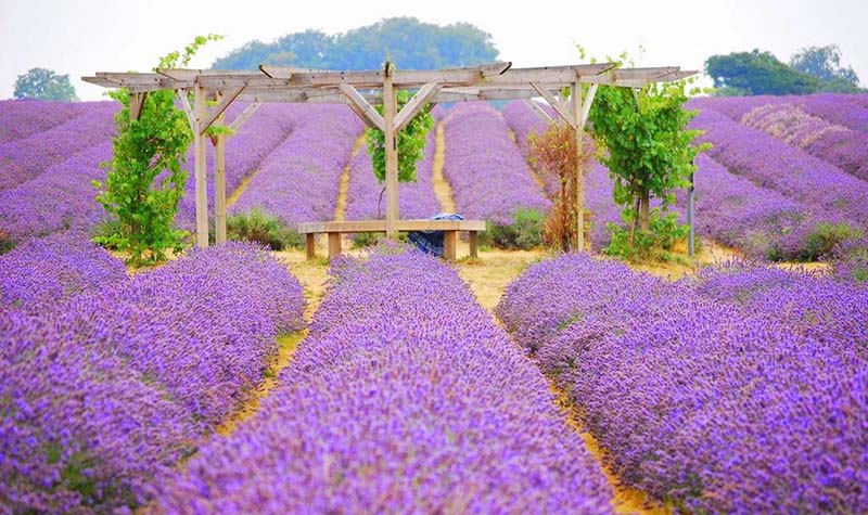 Hoa oải hương - Nguồn gốc, ý nghĩa, cách trồng và chăm sóc hoa Lavender