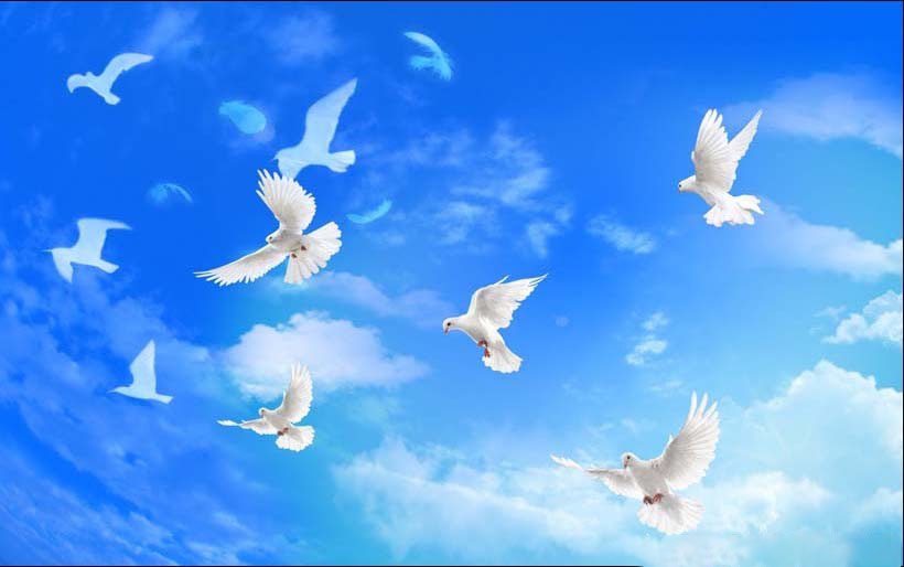 Chim Bồ Câu Trắng Đang Bay - Ảnh miễn phí trên Pixabay - Pixabay