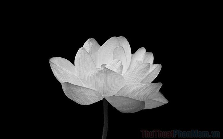 Hình nền hoa sen trắng nền đen và ý nghĩa của nó