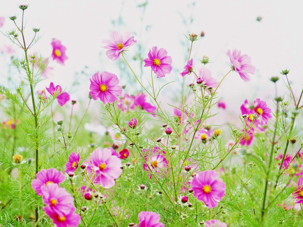 Bộ sưu tập hình ảnh hoa cỏ đẹp nhất
