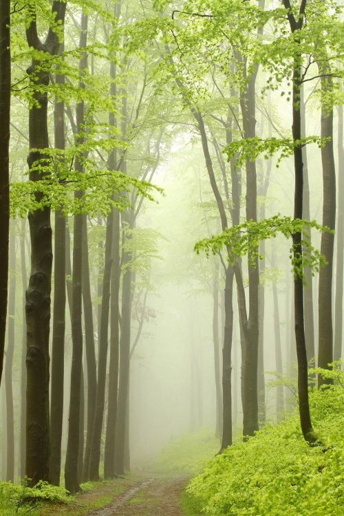 Bức tranh ảnh rừng cây đẹp nhất