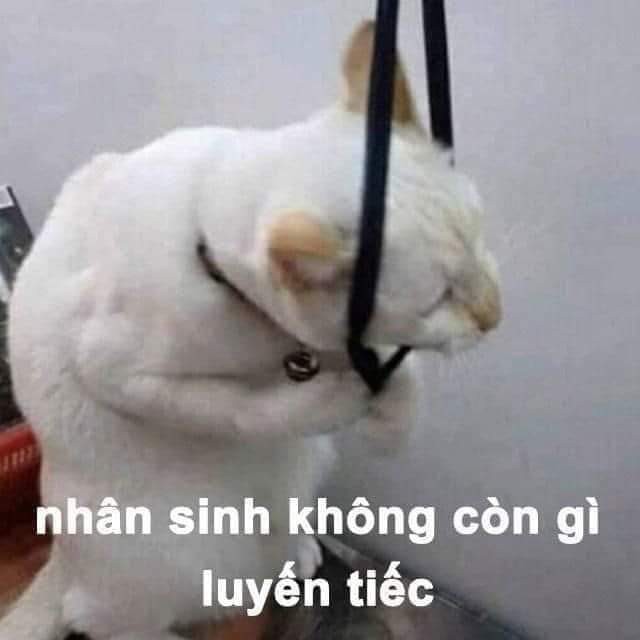 Bộ sưu tập meme mù mắt hài hước và độc đáo