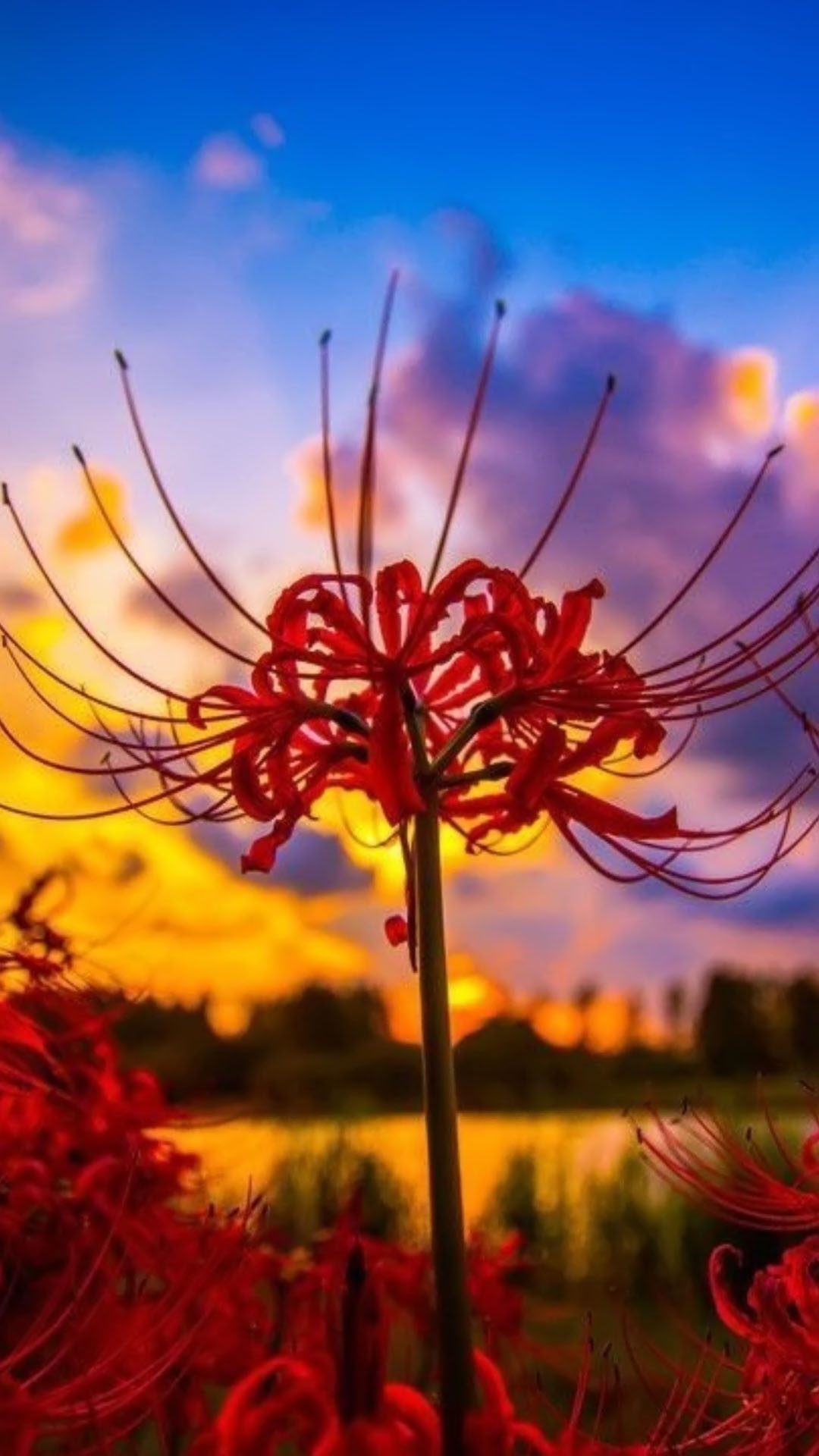 Khám phá vẻ đẹp phiêu lưu của hoa bỉ ngạn 3D