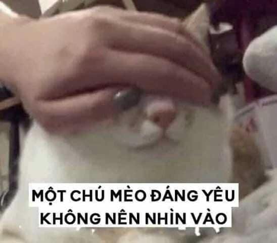 Bộ sưu tập meme mù mắt hài hước và độc đáo