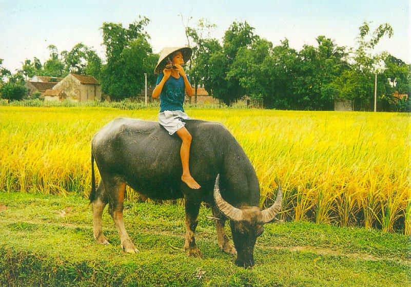 Ảnh đẹp: Hòa mình vào Vẻ đẹp của Làng Quê Việt Nam - Bộ sưu tập hình ảnh tuyệt vời