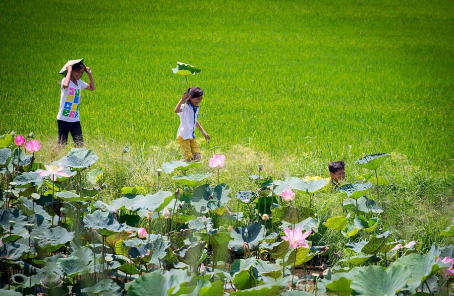 Ảnh đẹp: Hòa mình vào Vẻ đẹp của Làng Quê Việt Nam - Bộ sưu tập hình ảnh tuyệt vời