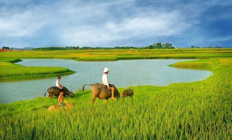 Bức tranh tuyệt vời về vẻ đẹp của cánh đồng lúa - Tổng hợp những hình ảnh đẹp nhất về cánh đồng lúa