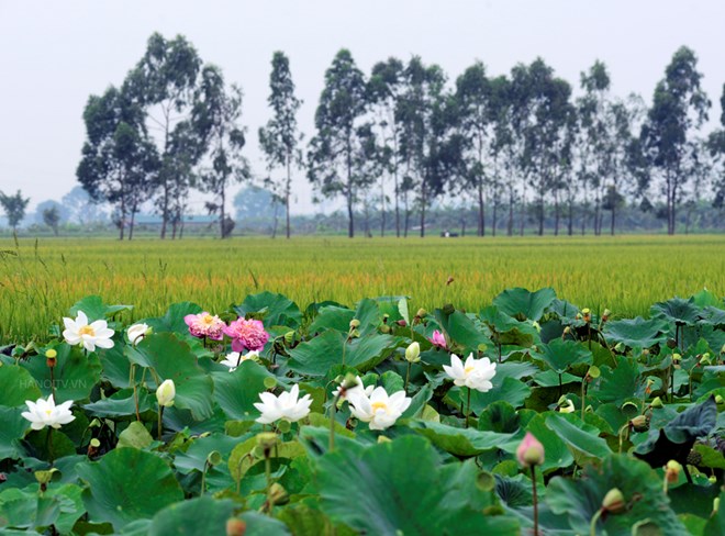 Ảnh đẹp: Hòa mình vào Vẻ đẹp của Làng Quê Việt Nam - Bộ sưu tập hình ảnh tuyệt vời