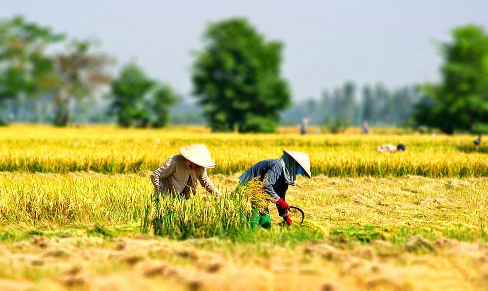 Ảnh đẹp: Hòa mình vào Vẻ đẹp của Làng Quê Việt Nam - Bộ sưu tập hình ảnh tuyệt vời