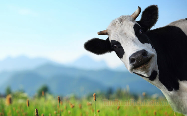 Hình ảnh con bò đẹp nhất | Bò sữa, Đười ươi, Động vật