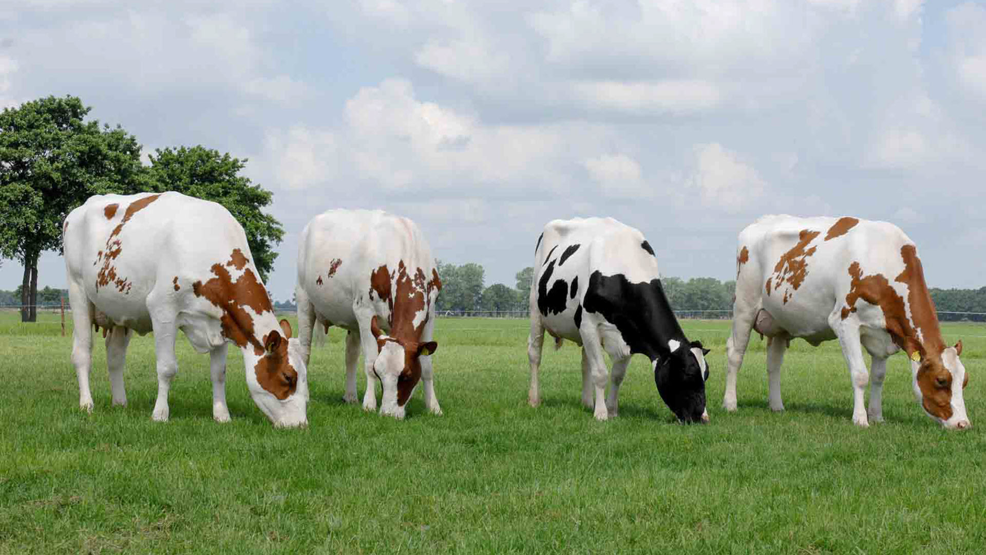 Ảnh miễn phí: con bò, đầu, rơm, ăn, động vật, kuhauge, bò sữa | Hippopx