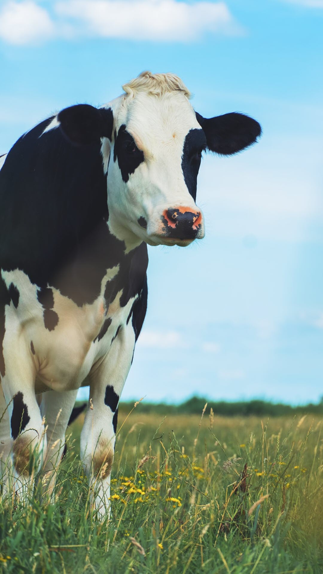 Top 10+ mẫu sticker bò sữa vector đẹp, dễ thương, chất