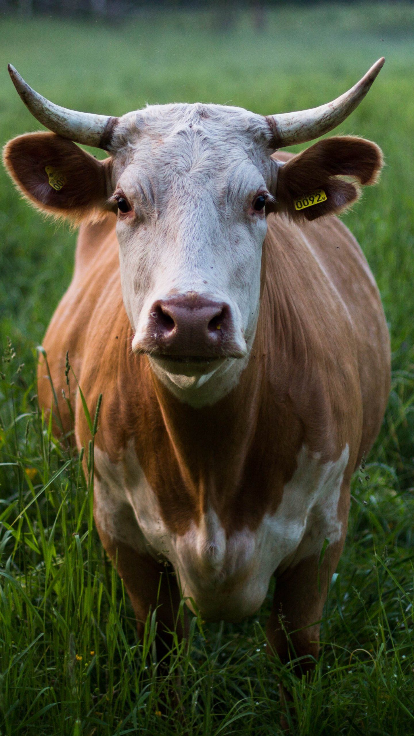Bộ sưu tập 1000+ Hình nền cute bò sữa Ngộ nghĩnh và đáng yêu