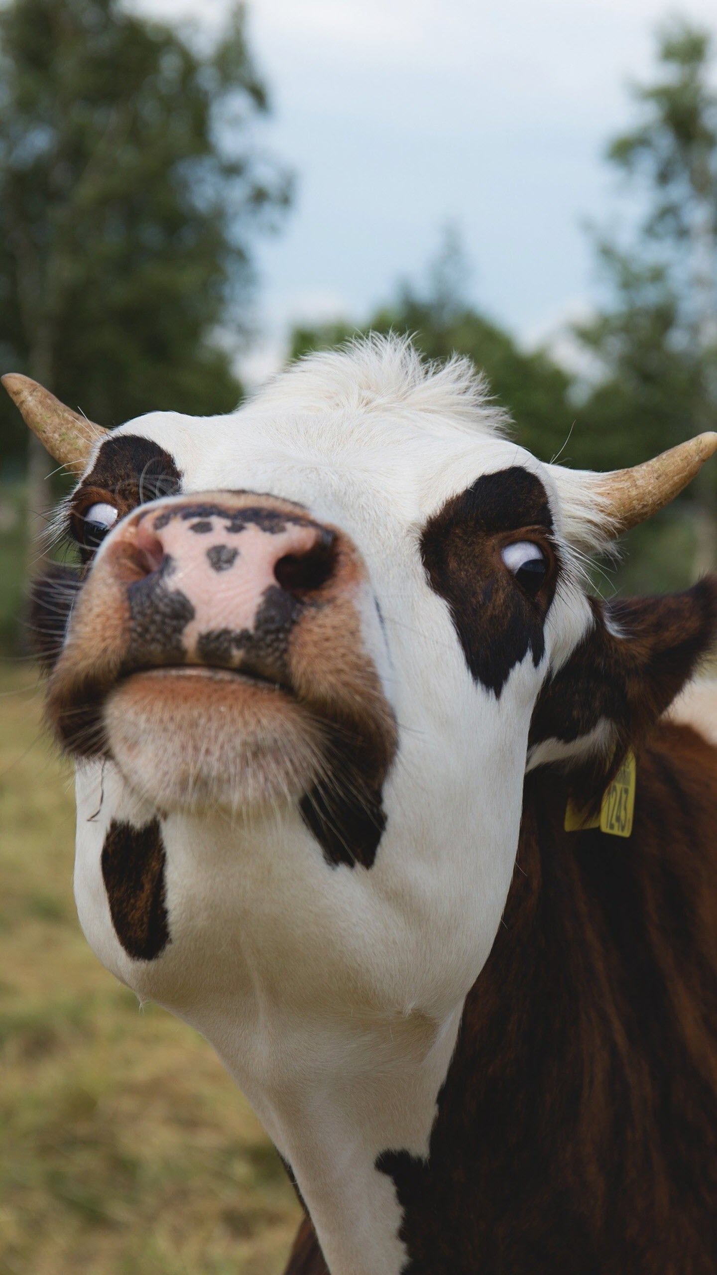 150,000+ Hình ảnh Con Bò Sữa | Vector & Png tải xuống miễn phí - Pikbest