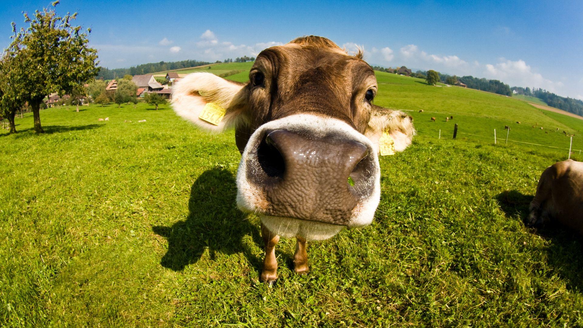 101 hình con bò sữa dễ thương, chất lượng cao, tải miễn phí