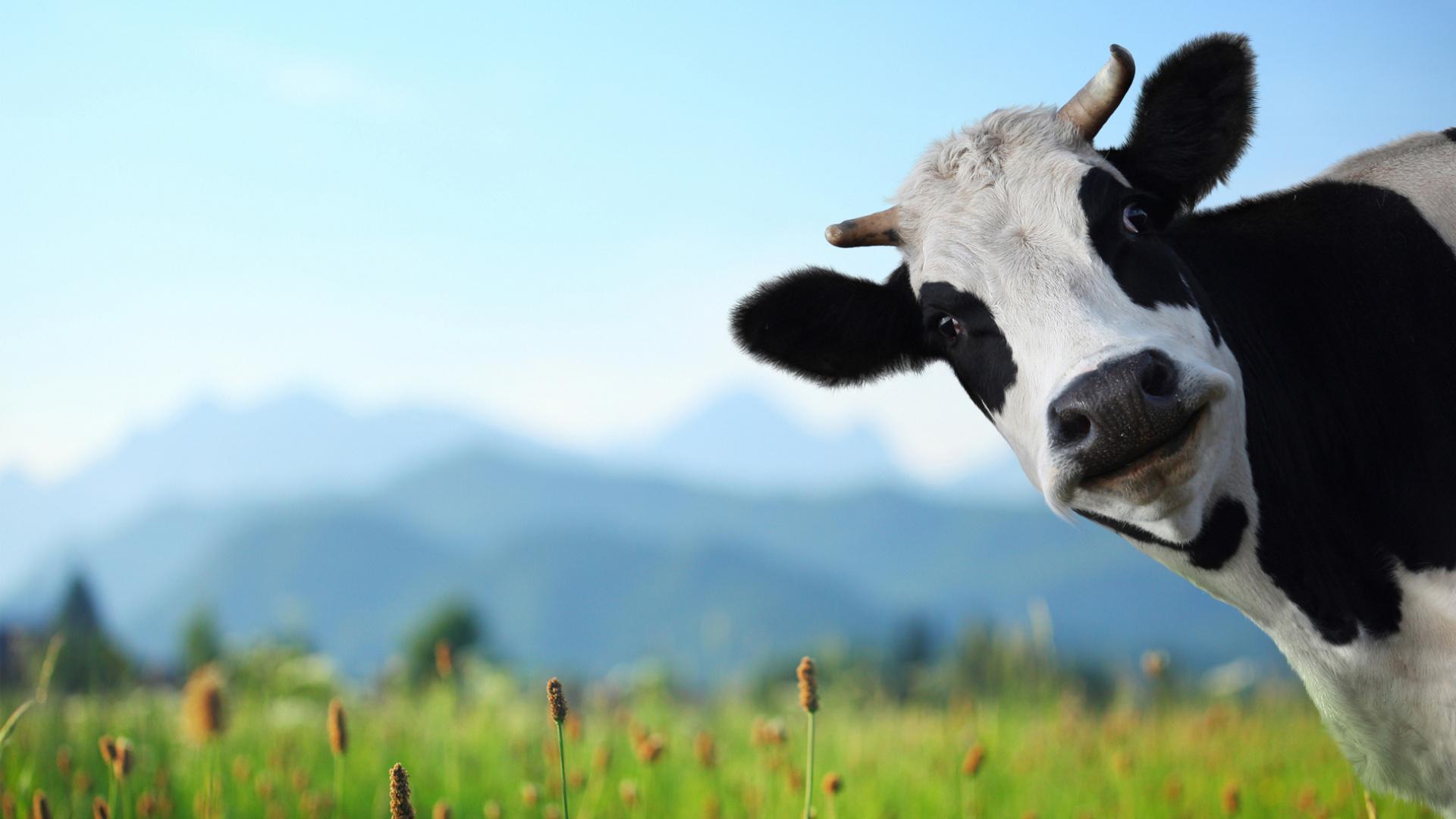 Top 10+ mẫu sticker bò sữa vector đẹp, dễ thương, chất