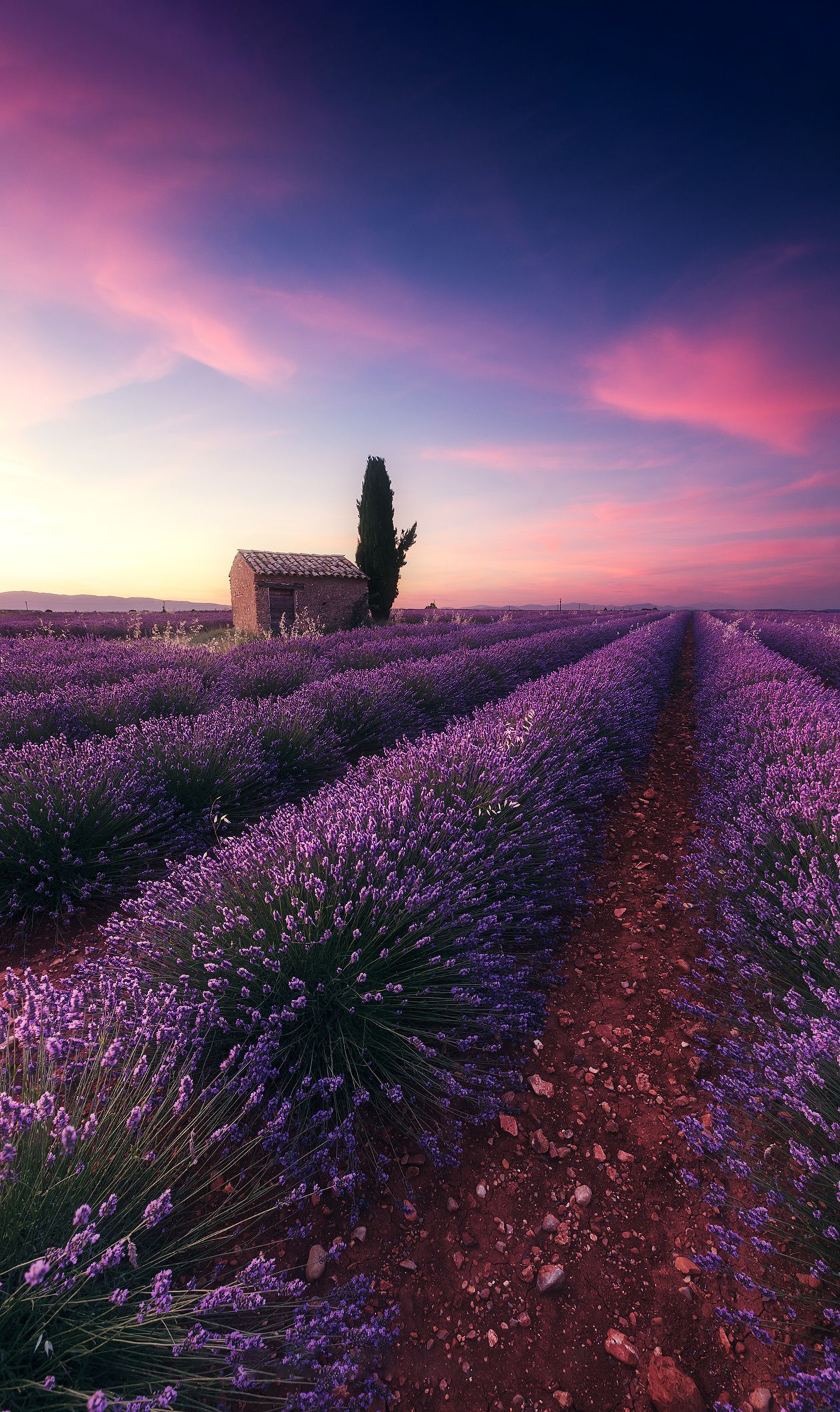 Những điểm ngắm hoa Lavender đẹp tại Pháp