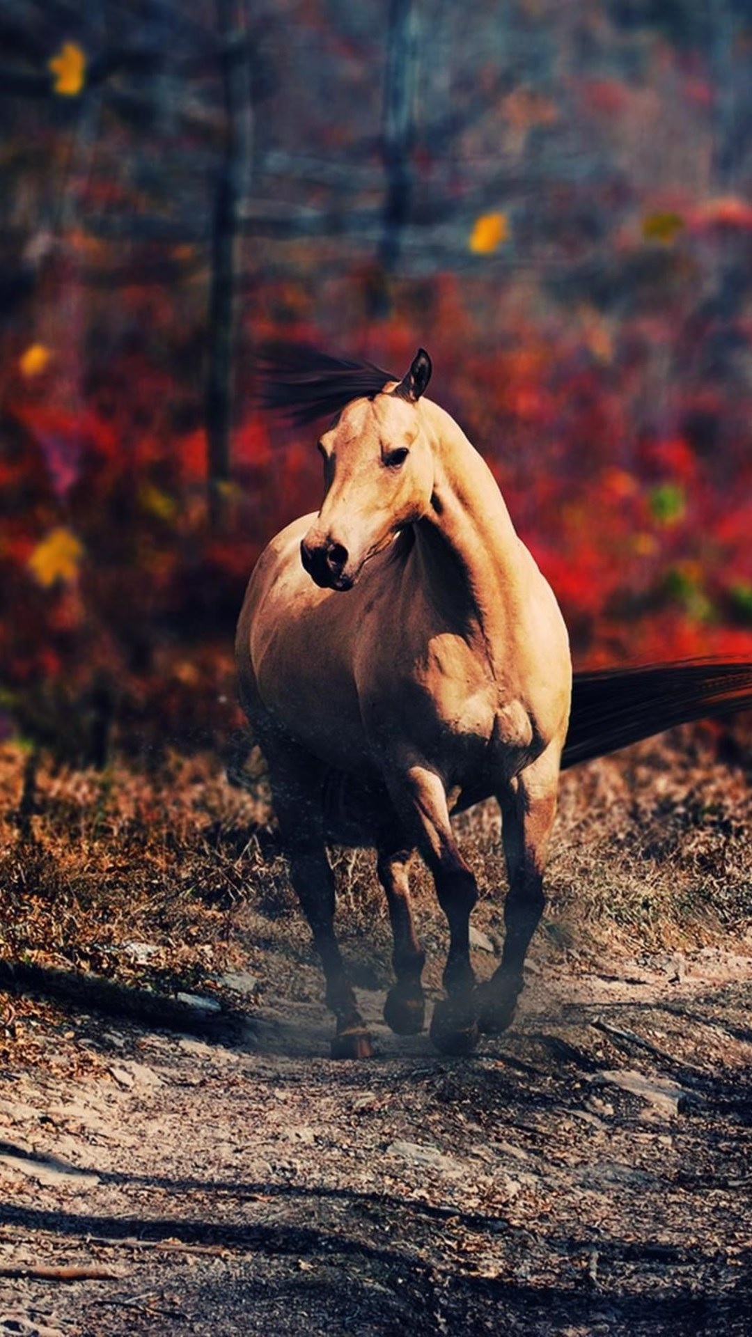 Hình nền ngựa đẹp cho iPhone