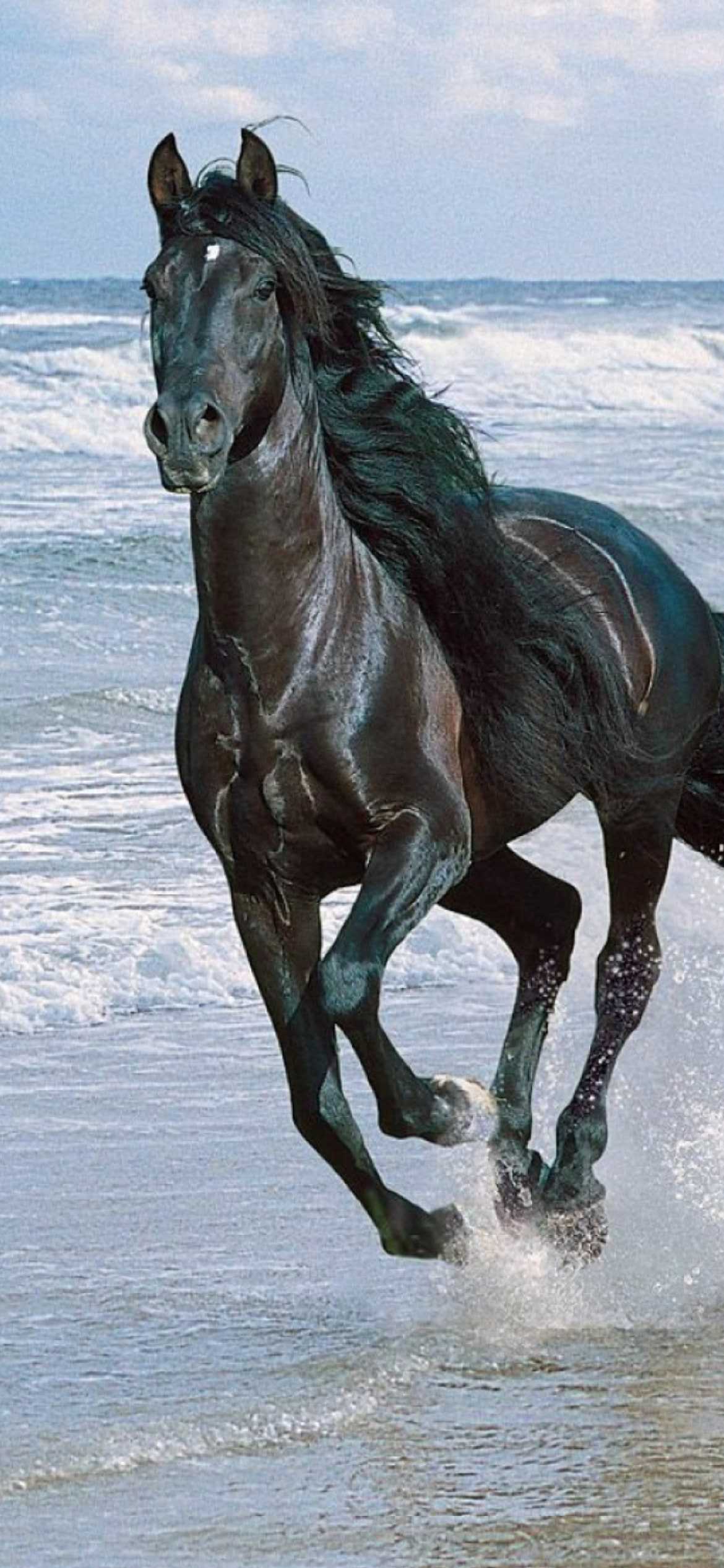 đôi Cánh Thiên Thần Một Con Ngựa Trắng đứng Trong Nước Với | Nền JPG Tải  xuống miễn phí - Pikbest