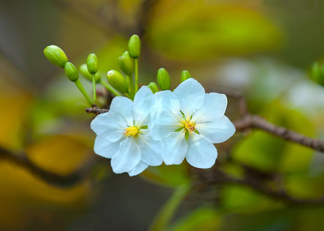 Hình ảnh hoa mai đẹp cho ngày tết 2020 | Hình nền hoa, Hoa, Hình ảnh