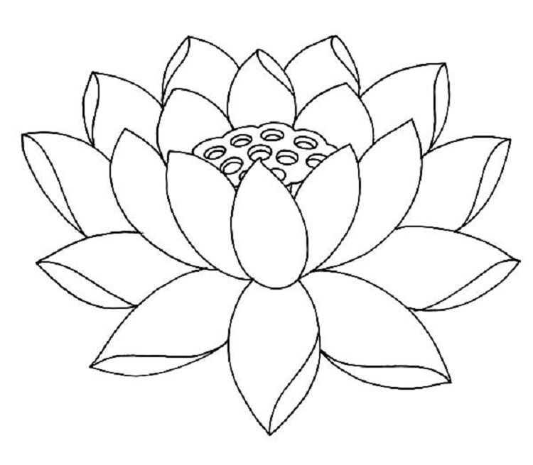 Vẽ hoa sen: 3 cách vẽ đơn giản mà đẹp cho người mới bắt đầu