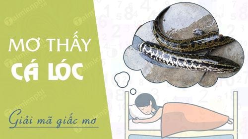 Mơ Thấy Cá Chuối: Giải Mã Chi Tiết Và Ý Nghĩa Điềm Báo